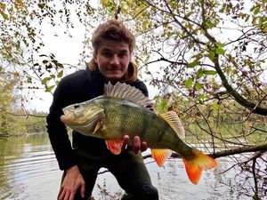 European Perch
