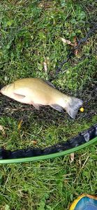 Tench