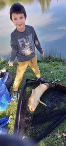 Common Carp