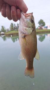 Largemouth Bass