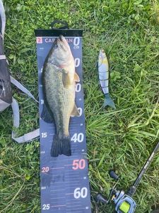 Largemouth Bass