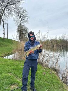 Northern Pike