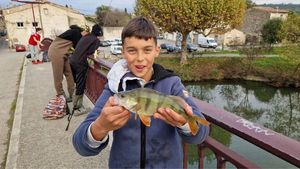 European Perch