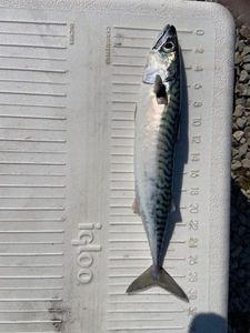Mackerel