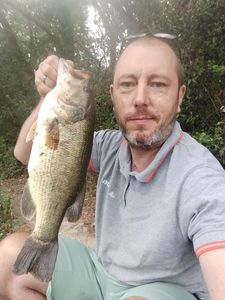 Largemouth Bass