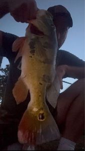 Peacock Bass ( Monoculus)
