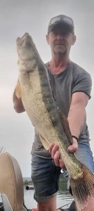 Zander
