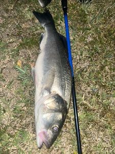 European Bass (Seabass)