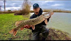 Northern Pike