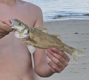 European Bass (Seabass)