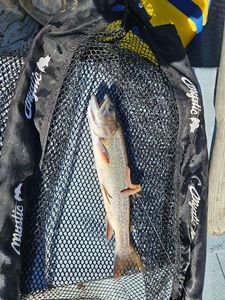 Brook Trout