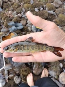 Brown Trout