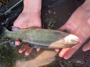 Rainbow Trout