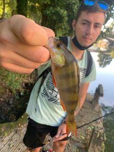 European Perch