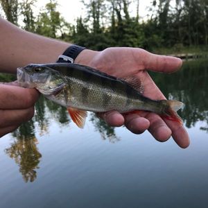 European Perch