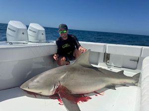 Bull Shark