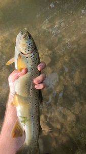 Brown Trout