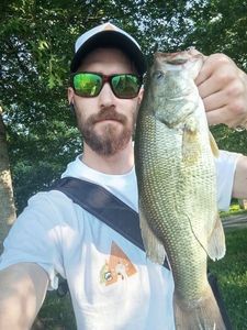 Largemouth Bass