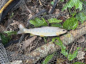 Brown Trout