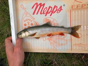 Arctic Char
