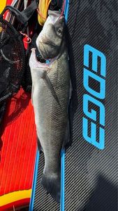 European Bass (Seabass)