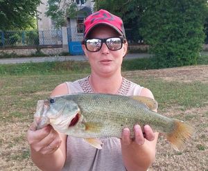 Largemouth Bass