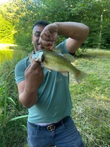 Largemouth Bass