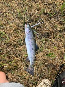 Rainbow Trout