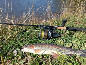 Rainbow Trout