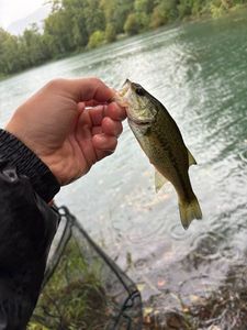 Largemouth Bass