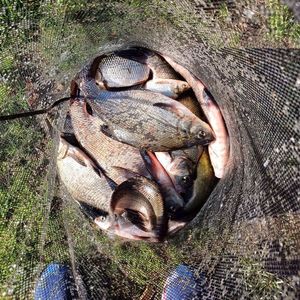 Common Bream
