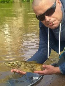 Brown Trout