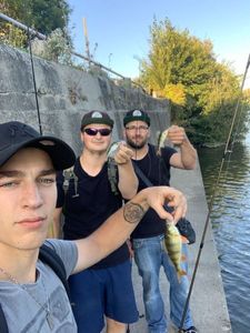 European Perch