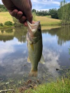 Largemouth Bass