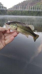Largemouth Bass