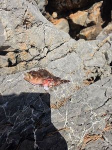 Brown Scorpionfish