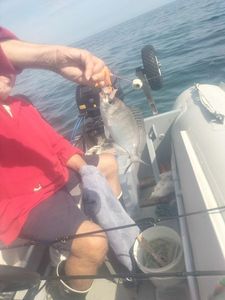 Black Seabream