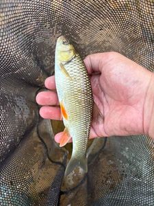 Chub