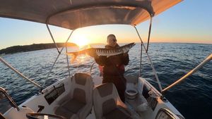Great Barracuda