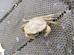 Crabe Enragé (Crabe Vert)