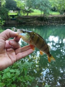 European Perch
