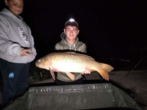 Common Carp