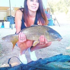 Common Carp