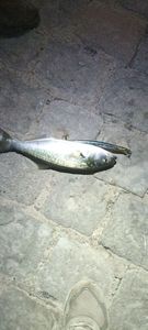Bluefish