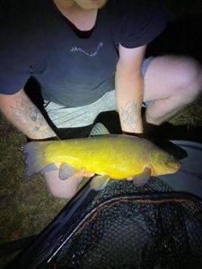 Tench