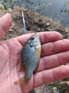 Pumpkinseed