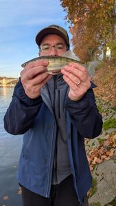 Zander