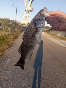 European Bass (Seabass)