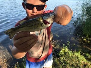 Largemouth Bass