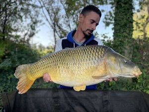 Common Carp